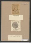 Arachnodiscus grevilleanus Hardm. (de-Toni-Nr.: Genus 204, Species 5212) Zeichnungen Sammlung Grunow Nr. 9000 (NHMW-BOT-W0378704)